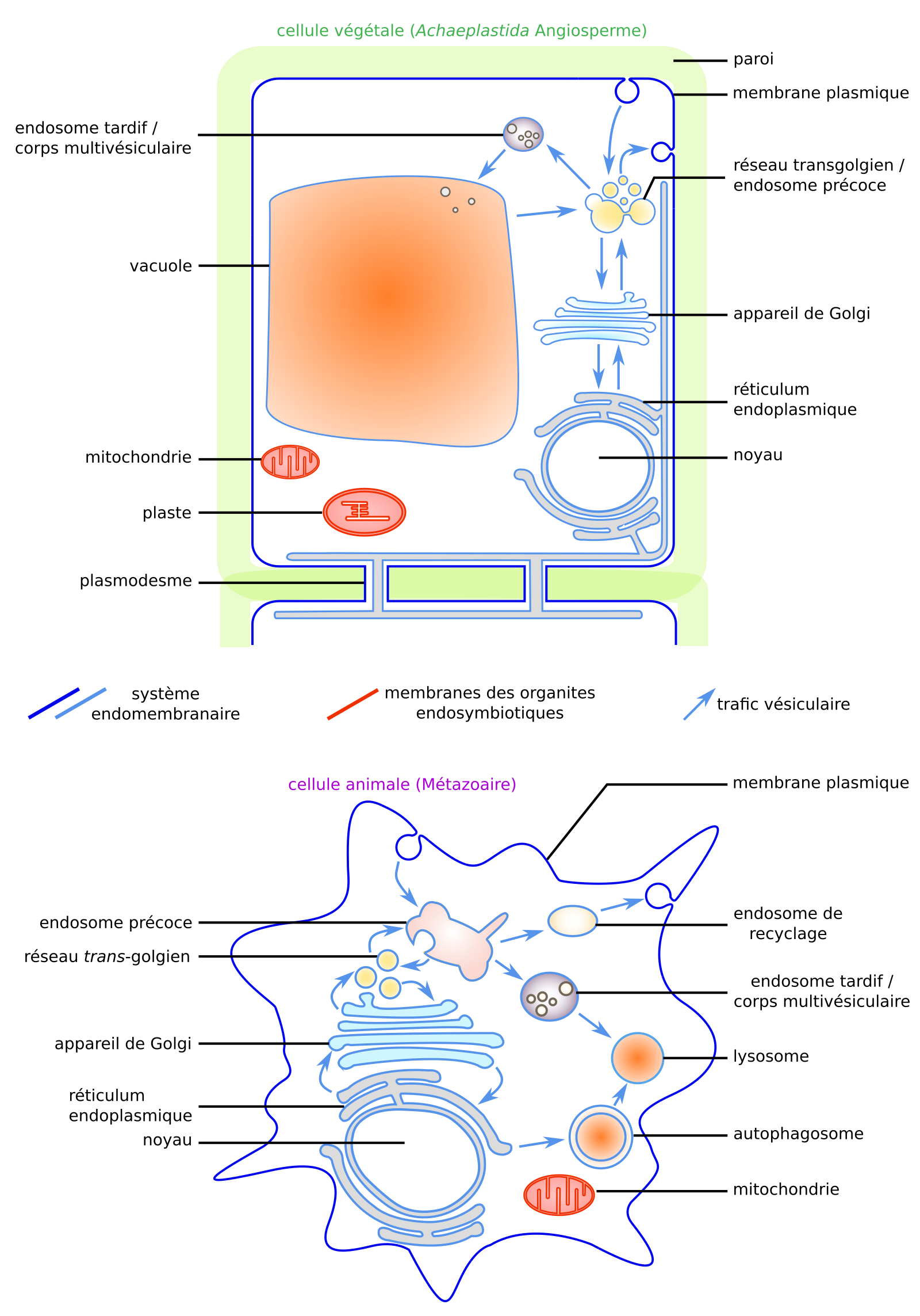 Les Membranes Biologiques Des Structures Dynamiques Planet Vie